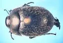 Eusattus hirsutus - photo 3