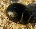 Eusattus muricatus