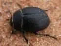 Eusattus muricatus - photo 3