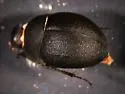 Eusattus muricatus - photo 4