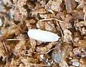 Eusattus muricatus - photo 5