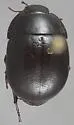 Eusattus politus