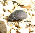 Eusattus reticulatus - photo 3