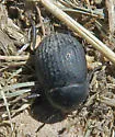 Eusattus reticulatus - photo 4