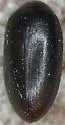 Euscaphurus saltator