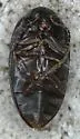 Euscaphurus saltator - photo 2