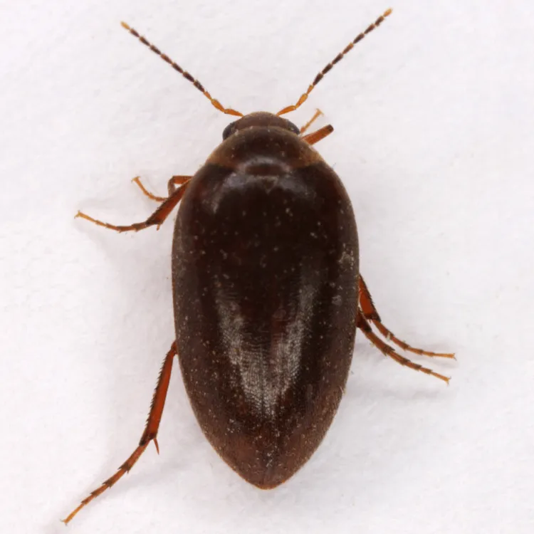 Euscaphurus spinipes - photo 2