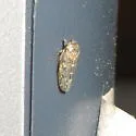 Euscelidius schenckii - photo 2
