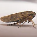 Euscelidius schenckii - photo 3
