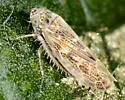 Euscelidius schenckii - photo 4