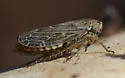 Euscelidius schenckii - photo 5