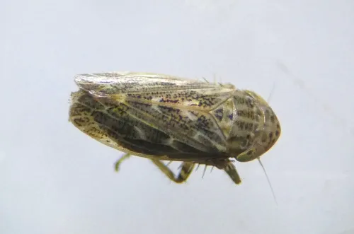 Euscelis incisus - photo 2