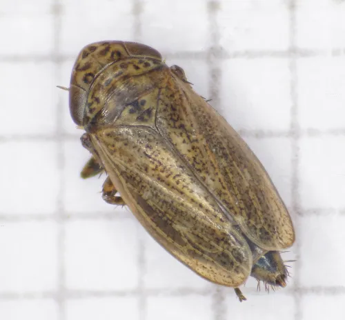 Euscelis incisus - photo 3
