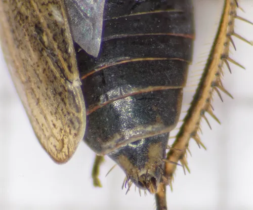 Euscelis incisus - photo 4