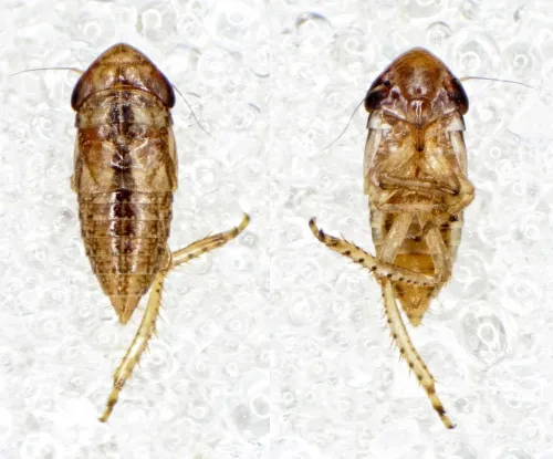 Euscelis incisus - photo 5