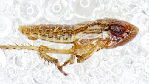Euscelis incisus - photo 6