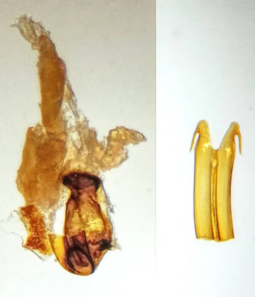 Euscelis incisus - photo 7