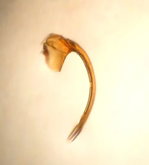 Euscelis incisus - photo 8