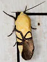 Eusceptis flavifrimbriata - Hodges#9166 - photo 2
