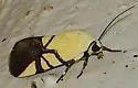 Eusceptis flavifrimbriata - Hodges#9166 - photo 4