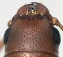 Euschaefferia hicoriae - photo 2