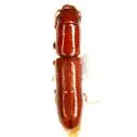 Euschaefferia hicoriae - photo 3