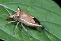 Euschistus acuminatus