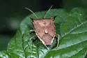 Euschistus acuminatus - photo 2