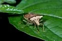 Euschistus acuminatus - photo 3