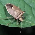 Euschistus acuminatus - photo 4