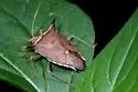 Euschistus acuminatus - photo 5