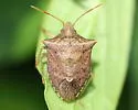 Euschistus bifibulus