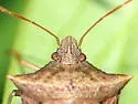 Euschistus bifibulus - photo 2