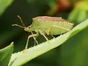 Euschistus bifibulus - photo 3