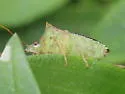 Euschistus bifibulus - photo 4