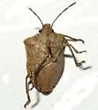 Euschistus biformis