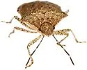 Euschistus biformis - photo 3