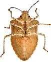 Euschistus biformis - photo 4