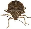 Euschistus biformis - photo 5