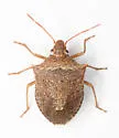 Euschistus cf-crassus-fla