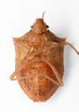 Euschistus cf-crassus-fla - photo 2