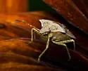 Consperse Stink Bug