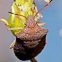 Consperse Stink Bug - photo 2
