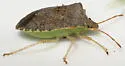Consperse Stink Bug - photo 3