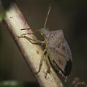 Consperse Stink Bug - photo 4