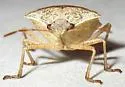 Consperse Stink Bug - photo 5