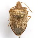 Euschistus crassus