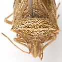 Euschistus crassus - photo 2