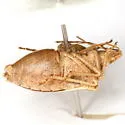Euschistus crassus - photo 3