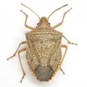 Euschistus crassus - photo 4